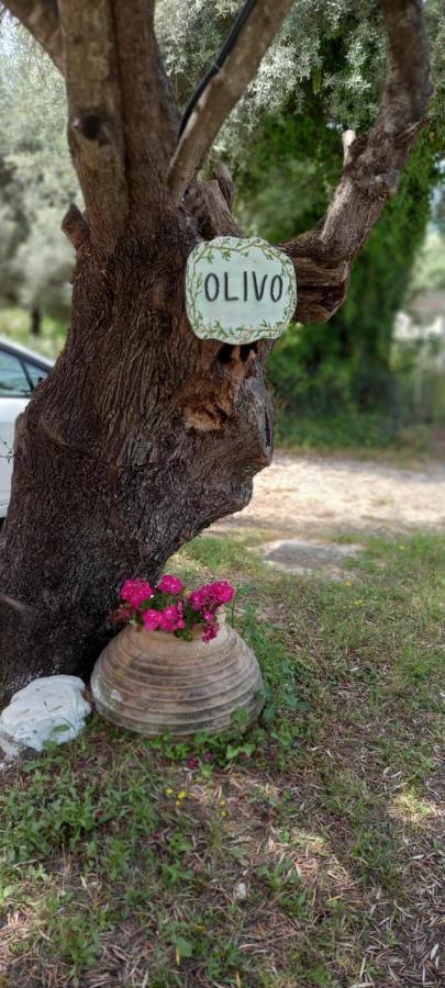 Appartamento Olivo Nydri Esterno foto